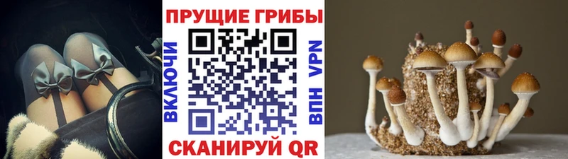 kraken как зайти  Верхотурье  Галлюциногенные грибы Magic Shrooms 
